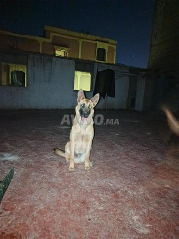 Chien croisé Berger Allemand et Malinois Belge - 2