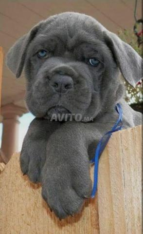 Femelle Cane Corso pure race pedigree - 2