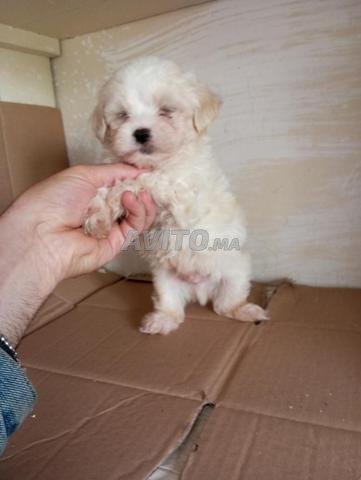 Bichon Maltais - 2