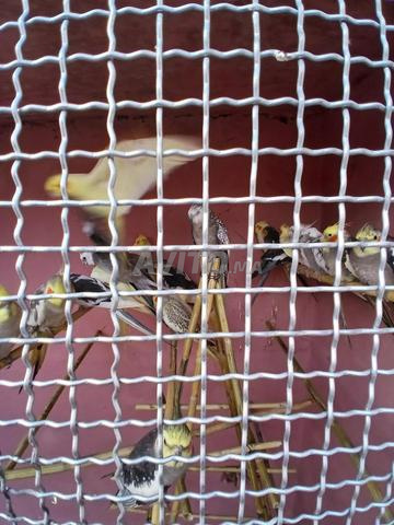 Vente oiseaux canari et calopsitte - 2
