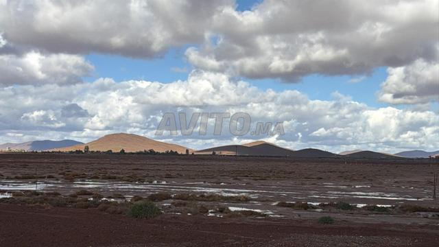 Exceptionnel terrain de 4 ha avec 400 oliviers - 2