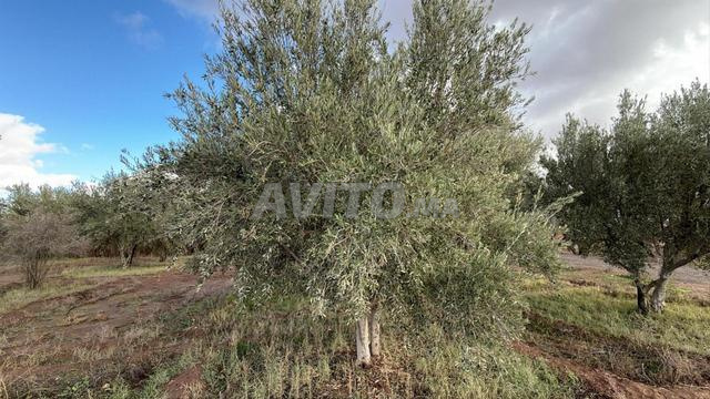 Exceptionnel terrain de 4 ha avec 400 oliviers