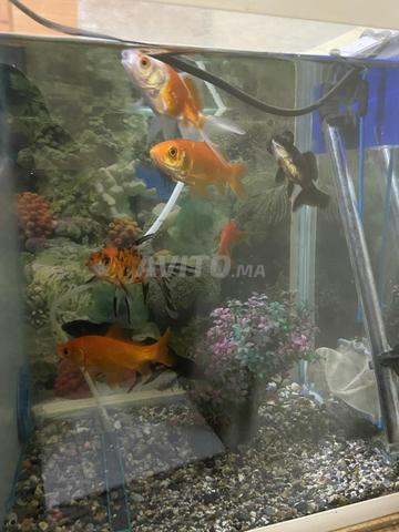 Aquarium en bon état - 2