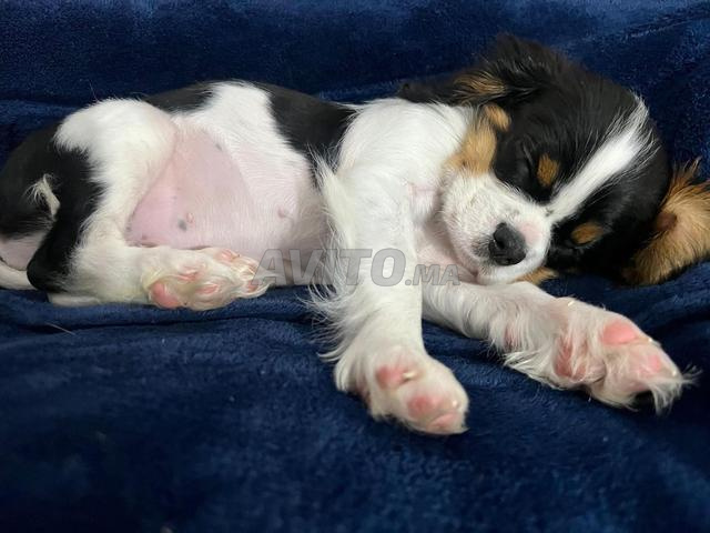 Chiot King Charles Cavalier à vendre - 2