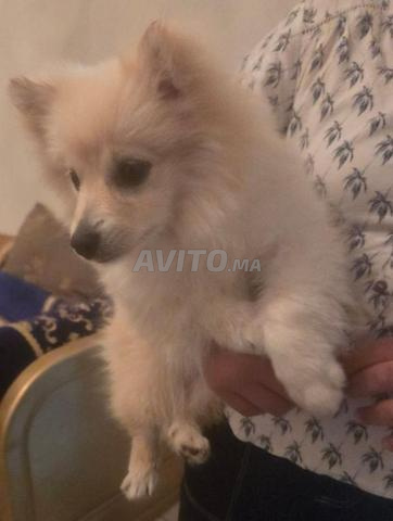 Femelle spitz 4 mois - 2