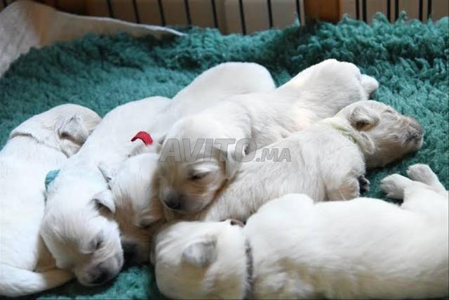 Chiot Golden Retriever - 2