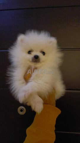 Spitz Pomeranian mâle - 2