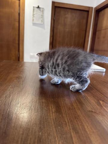 Chaton Scottish Shorthair à vendre - 2