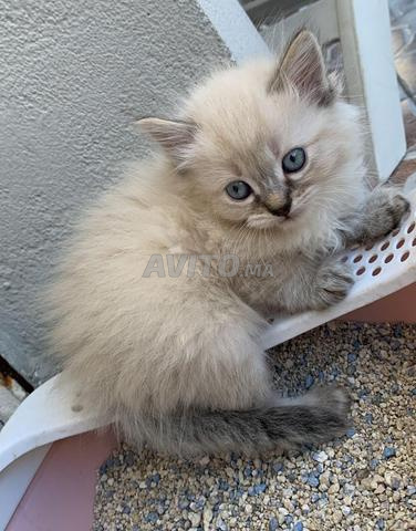 Chatte Ragdoll femelle - 2
