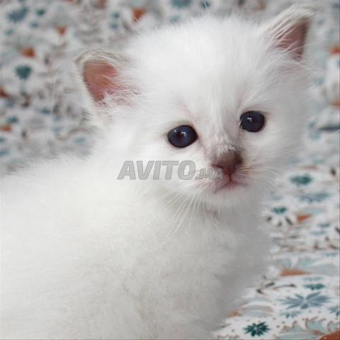 Chaton Ragdoll - 2