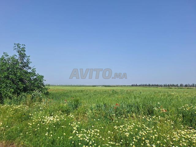 Terrain agricole - 2