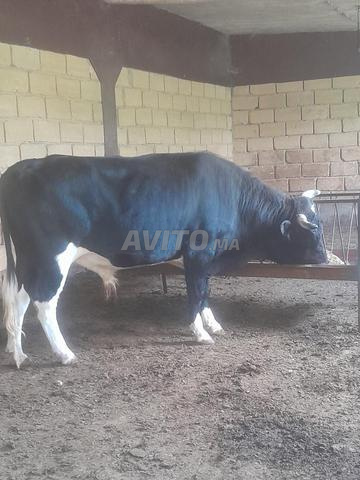 Taureau à vendre - 2