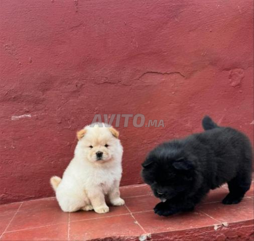 Chiot Chow Chow 50 jours vacciné - 2