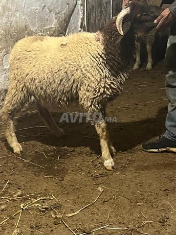 Vente de mouton pour l'Aïd - 2