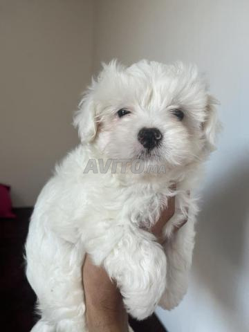 Bichon maltais nain - 2