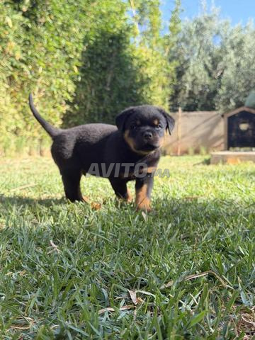 Rottweiler - 2
