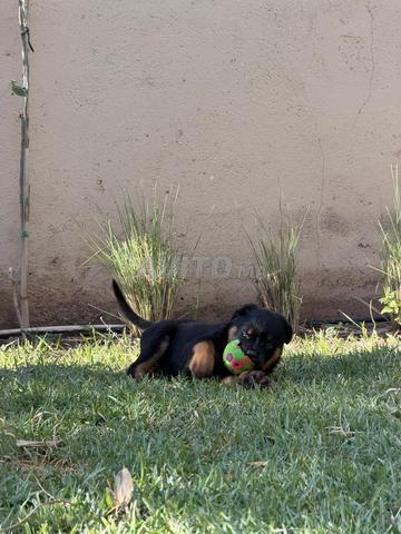 Chiots pedigree