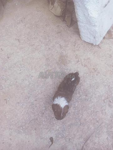Vente de chiens de race Caniche - 2