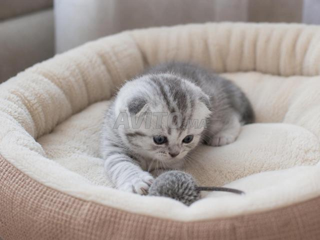 Chaton Scottish Fold Silver Tabby - 2
