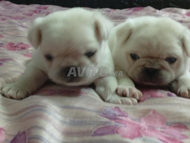 Chiot carlin exotique - 2