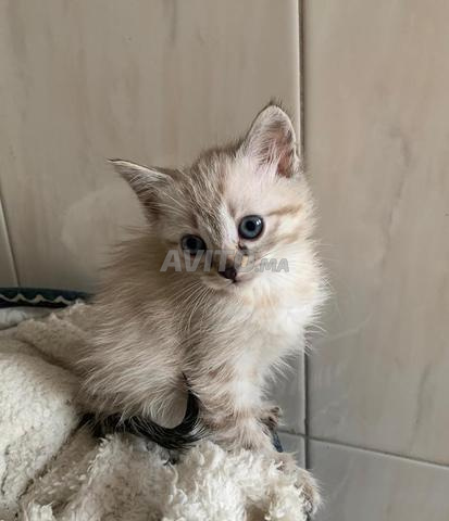 Chat Ragdoll tigre femelle - 2