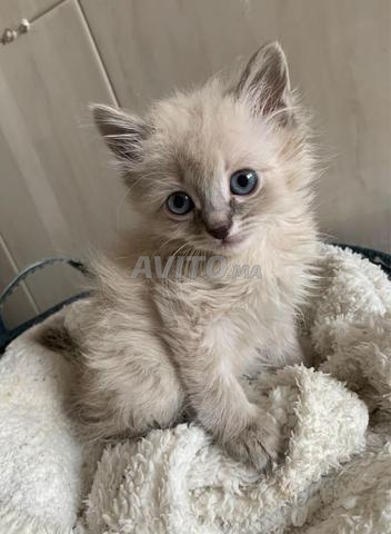 Chat Ragdoll tigre femelle