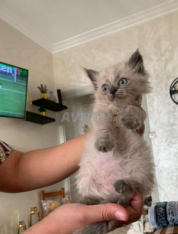 Chat Ragdoll famille