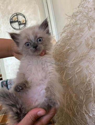 Chat Ragdoll famille - 2