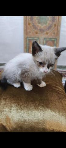Chaton Siamois Snowshoe Rare - 2