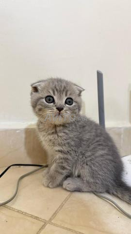 Mâle Scottish Fold Lilac Silver Shaded - 2