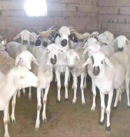Mouton Sardi de bonne qualité à vendre, bon prix