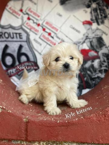 Bichon nain - 2