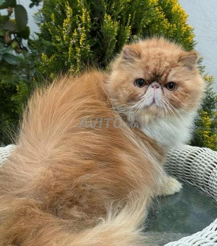 Chat persan - 2