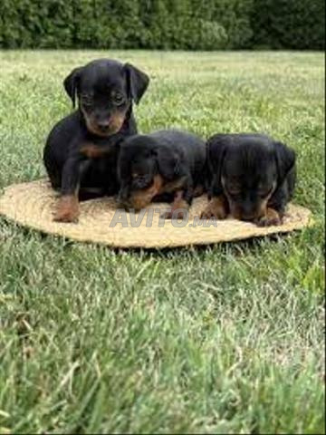 Bébés Pinscher nain - 2