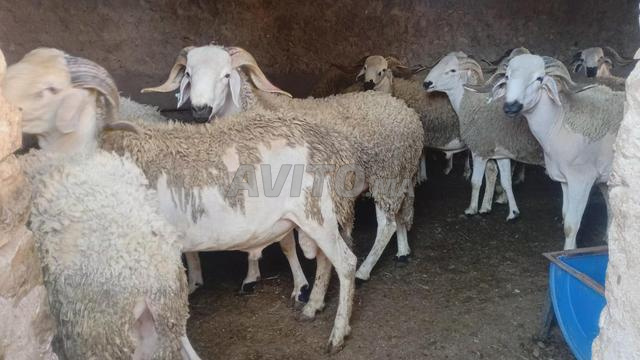 خارج خريبكة... اتصال لتحديد المكان بالضبط. مرحبا - 2