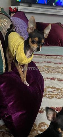 Chiot Mini Pinscher Chihuahua 5 mois Très mignon - 2