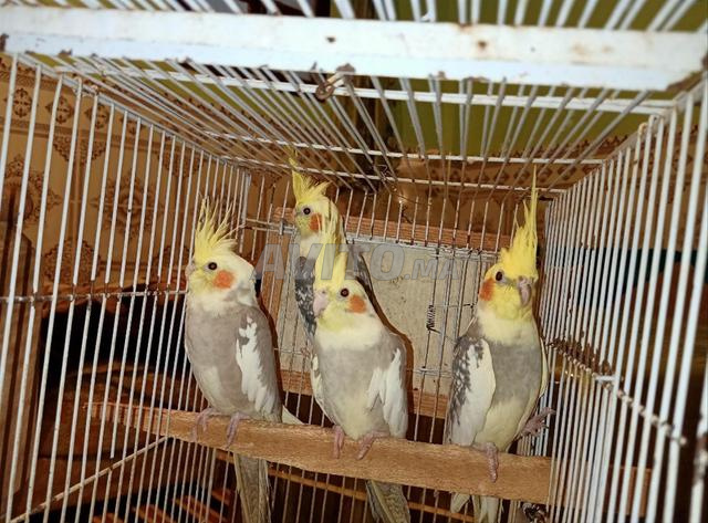 4 Superbes Calopsittes avec tous a vendre - 2