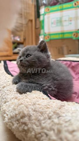 British Shorthair - 2