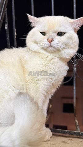 male British shorthair lilac silver shaded  - 2