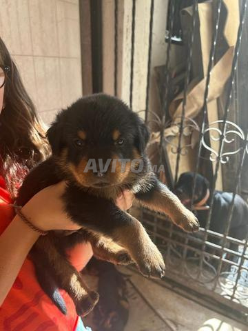 Rottweiler pure race à vendre - 2