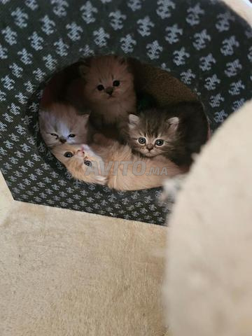 Persan chinchilla - 2