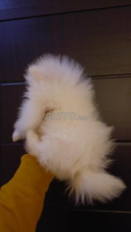 Spitz Pomeranian mâle