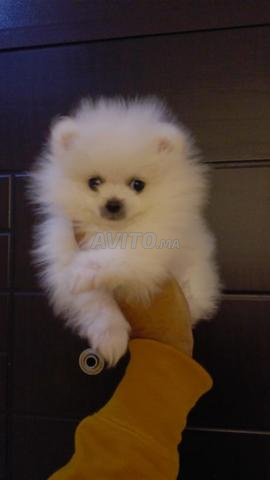 Spitz Pomeranian mâle