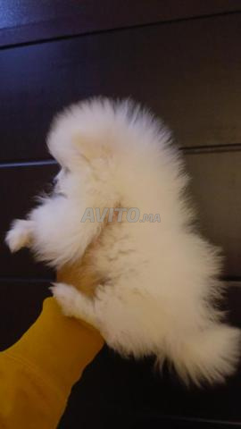 Spitz Pomeranian mâle