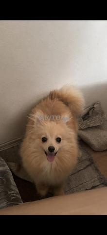 Spitz Pomeranian Nain - 2