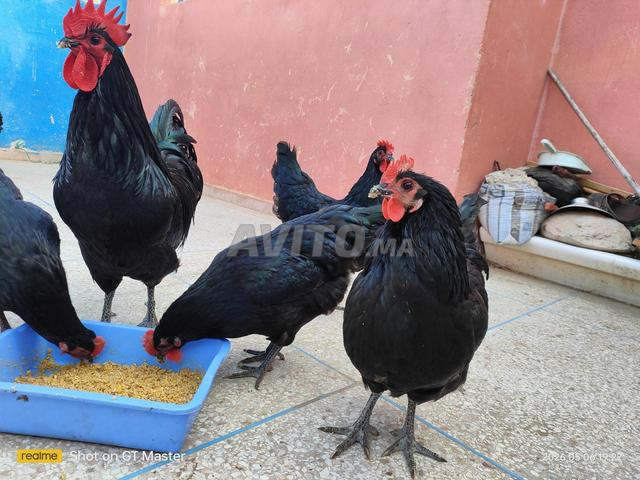 Poulets Australorp, race pure - 2