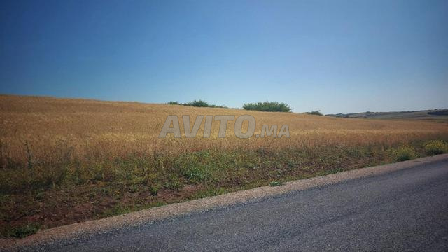 Terrain titre 12000m2 Om Sallat Kamouni - 2