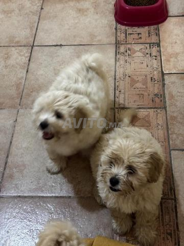 Bichons maltais à vendre