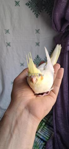كوكاتو لاتينو صغير بعيون حمراء ومدرب - 2