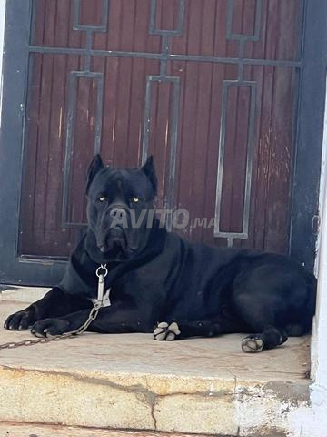 Cani Corso - 2